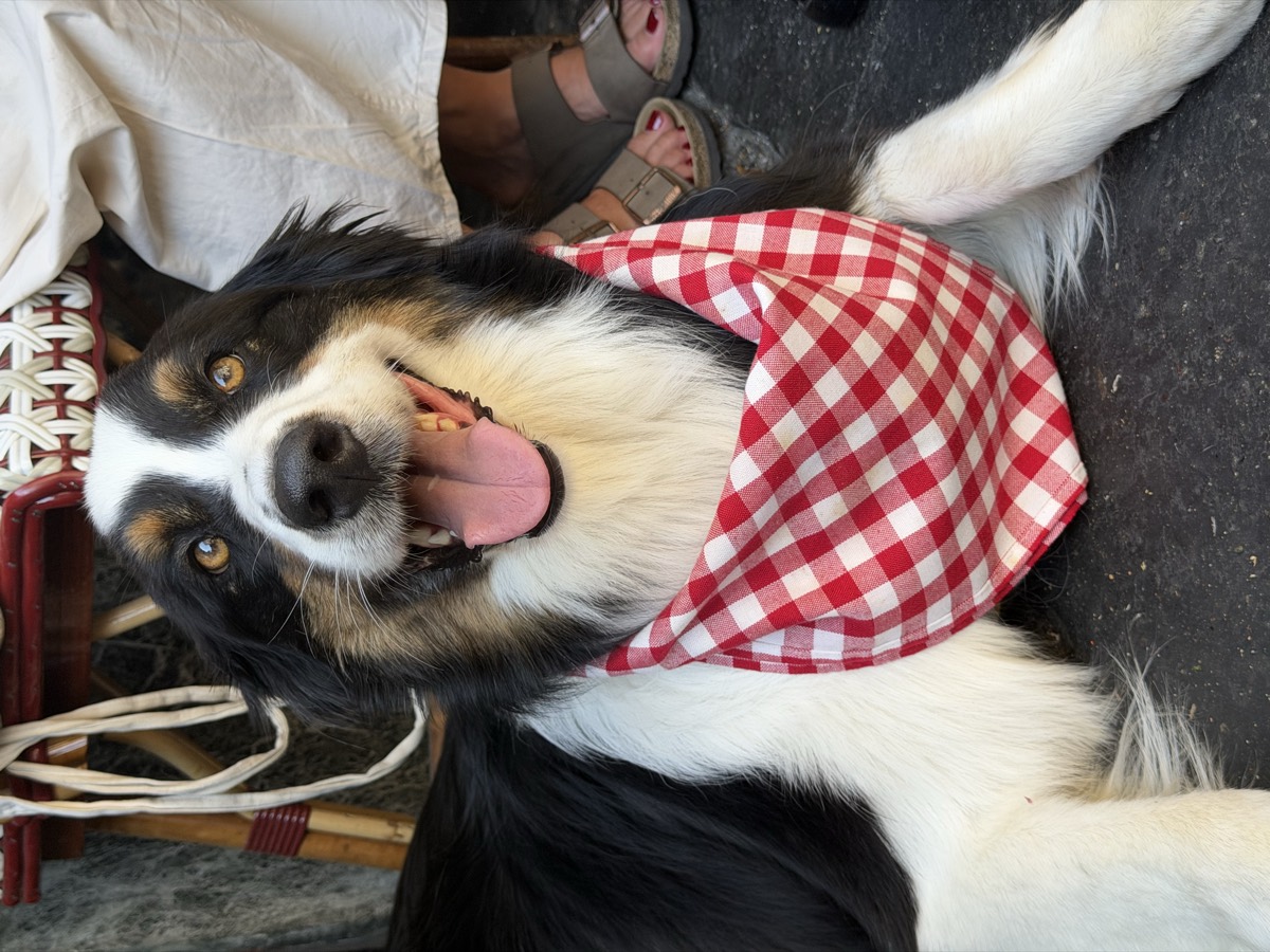 Chien portant un bandana vichy rouge, assis en terrasse